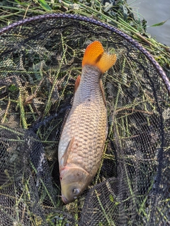 コイの釣果