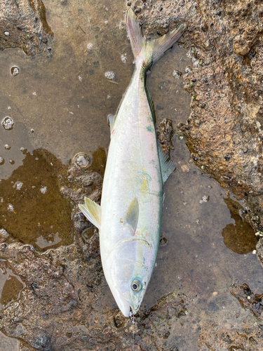 イナダの釣果