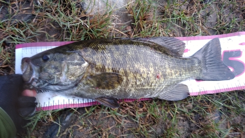 スモールマウスバスの釣果