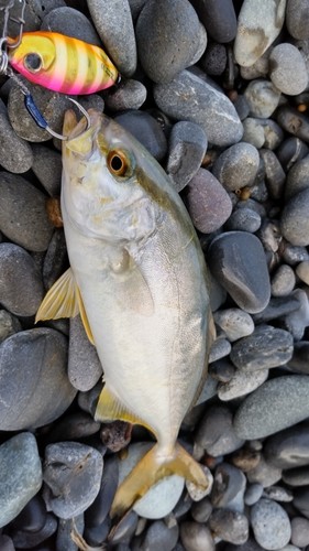 ショゴの釣果