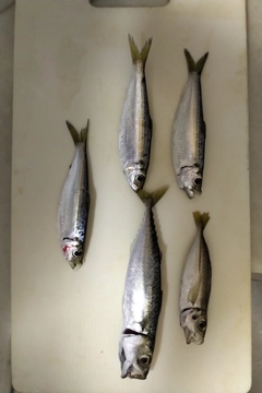 サバの釣果