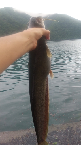 ナマズの釣果