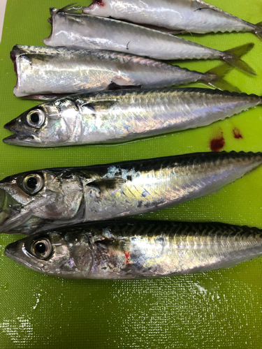 サバの釣果