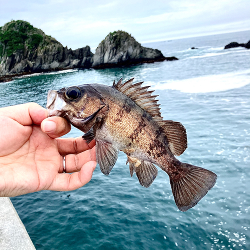 シロメバルの釣果