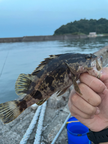 タケノコメバルの釣果