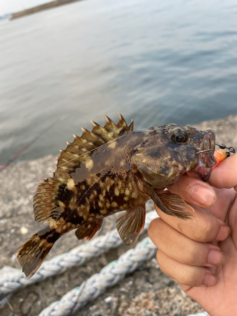 タケノコメバル