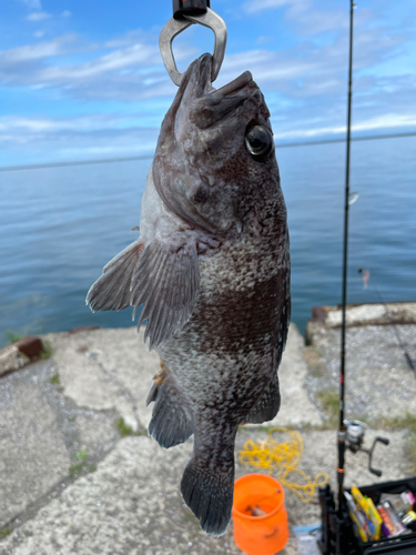 ソイの釣果