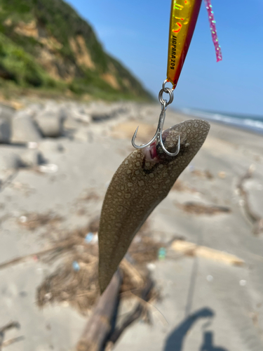 シタビラメの釣果