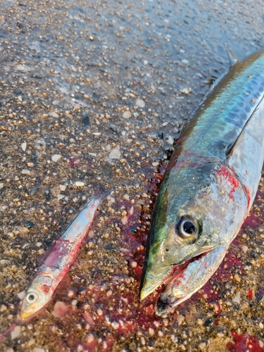 サゴシの釣果