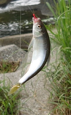 オイカワの釣果