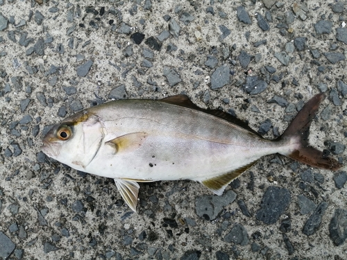 カンパチの釣果