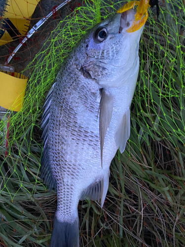 キビレの釣果