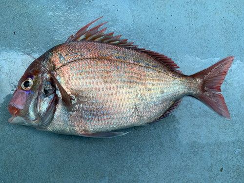 ハナダイの釣果