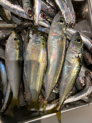 サバの釣果