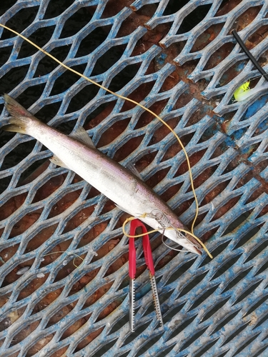 カマスの釣果