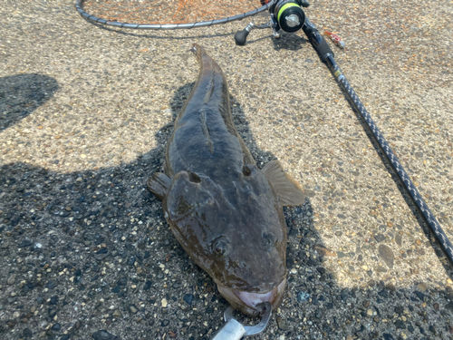 マゴチの釣果