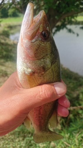 ラージマウスバスの釣果