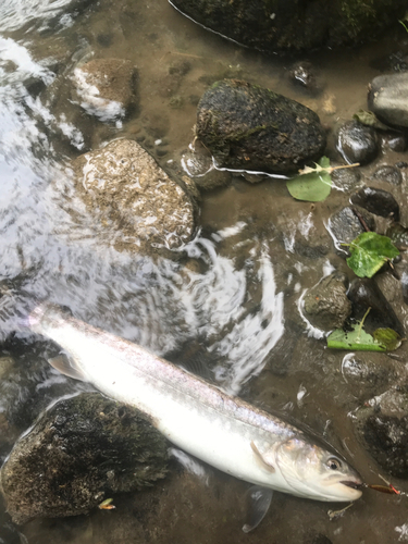 アメマスの釣果