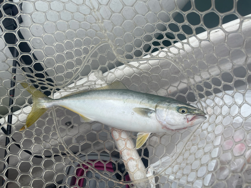 ワカシの釣果