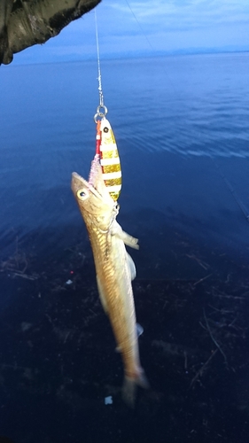 エソの釣果