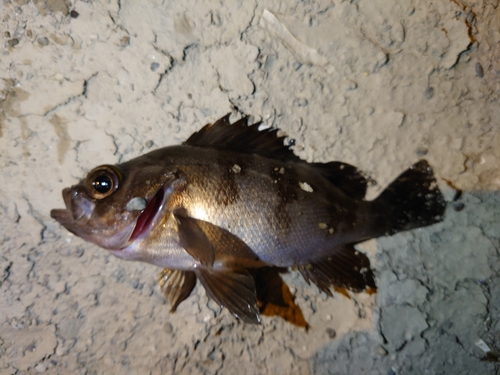 メバルの釣果