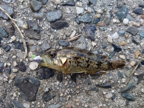 タケノコメバルの釣果