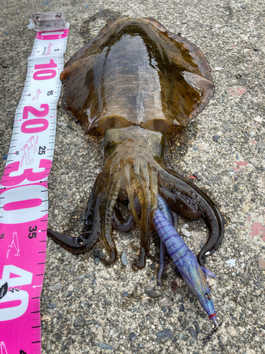 アオリイカの釣果