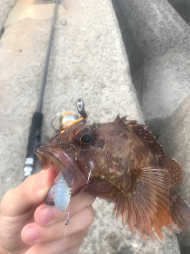 カサゴの釣果