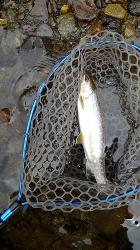 アメマスの釣果