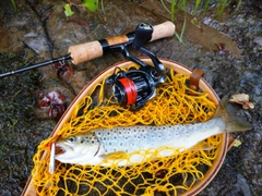 ブラウントラウトの釣果