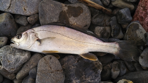 イシモチの釣果