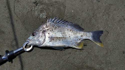 キビレの釣果