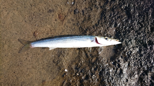 カマスの釣果