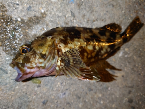 カサゴの釣果