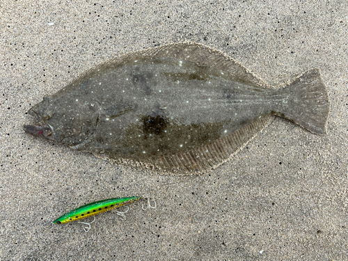 ヒラメの釣果