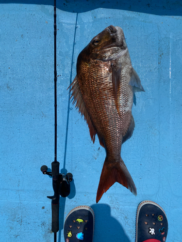 マダイの釣果