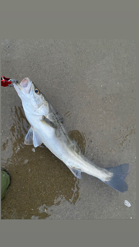 スズキの釣果