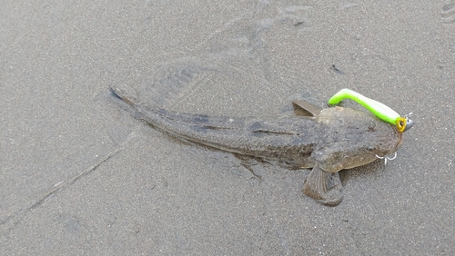 マゴチの釣果