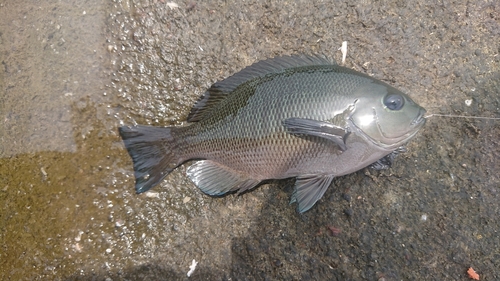 メジナの釣果