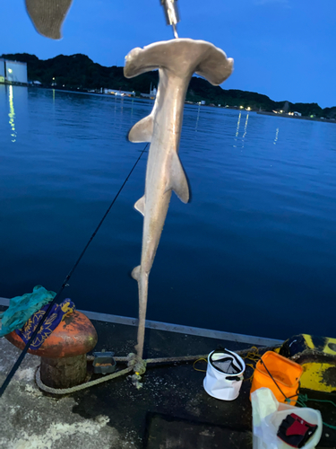 シュモクザメの釣果