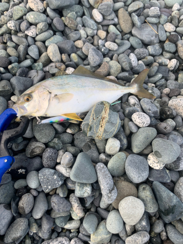 ショゴの釣果