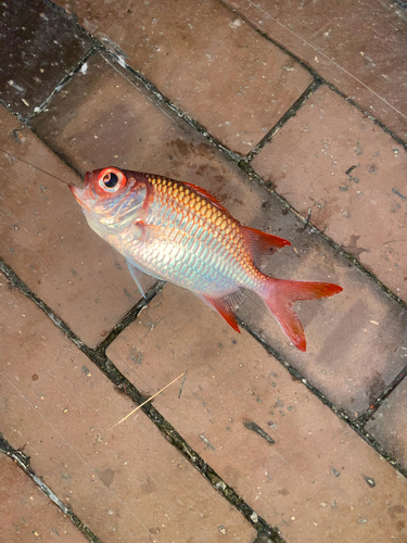 オヤビッチャの釣果