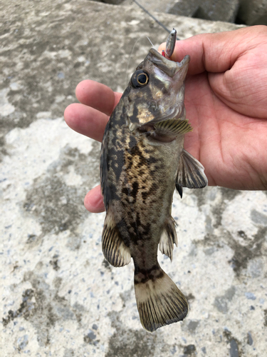 クロソイの釣果