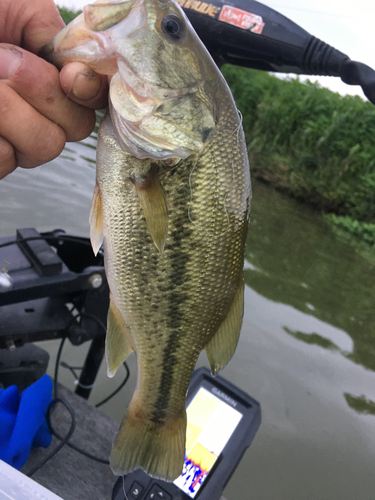 ラージマウスバスの釣果