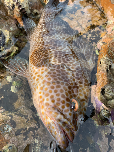 オオモンハタの釣果