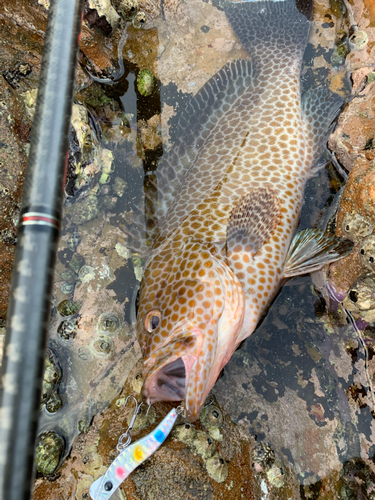 オオモンハタの釣果