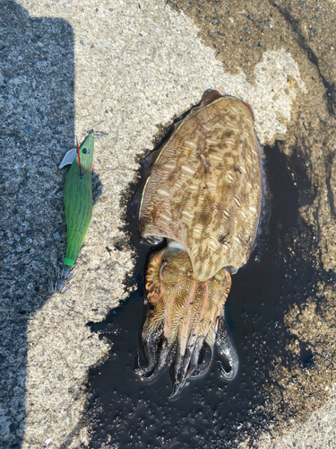 モンゴウイカの釣果