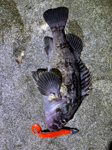 クロソイの釣果