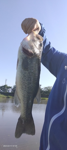 ブラックバスの釣果