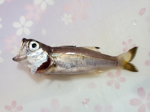 ムツの釣果